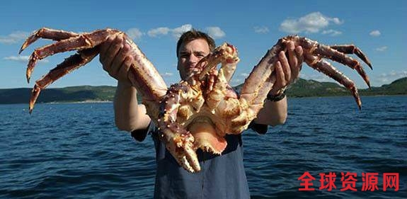 挪威泛滥的帝王蟹：专家呼吁引进天敌 但就是找不到