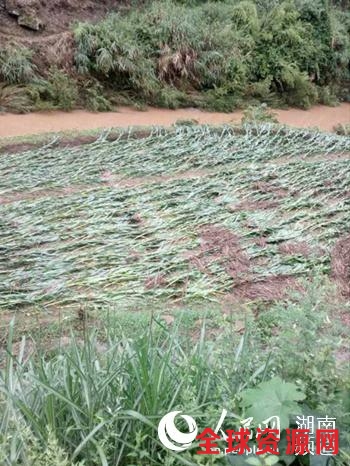 怀化市沅陵县二酉乡落鹤坪村、6月11日凌晨洪涝灾害、庄稼受灾。