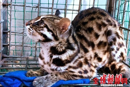 云南一女子养猫做宠物月余后发现为世界珍稀动物豹猫
