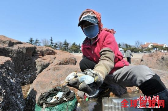 市民在青岛栈桥浅滩挖到大个的贝类“布蛤头”。 图片来源：视觉中国