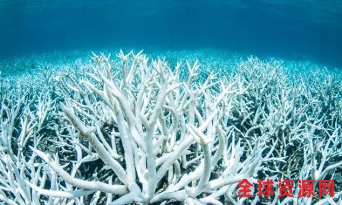 图为今年2月拍摄的大堡礁白化珊瑚。