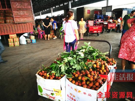 今年荔枝上市有点晚 “桂味”荔卖出历史最高价