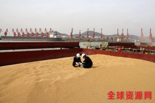 中国侨网资料图：在日照港岚山港区，日照检验检疫局工作人员在抽检来自美国的进口大豆。新华社记者范长国摄