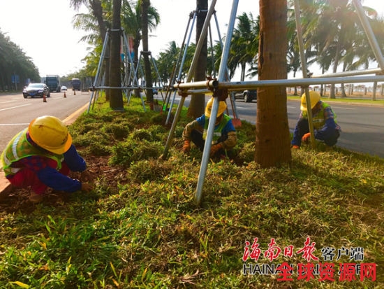  滨海大道中央绿化带上，工人正在铺设椰子树下的草皮。海南日报客户端记者周达延 摄