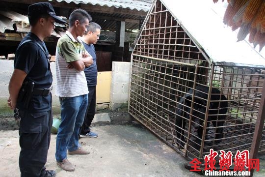 图为王某非法饲养的黑熊。宁洱县森林公安局供图