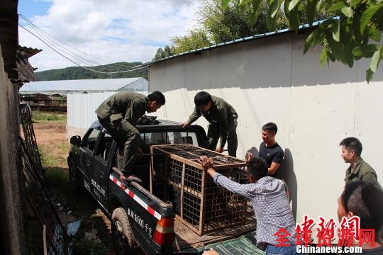 图为王某非法饲养的黑熊。宁洱县森林公安局供图