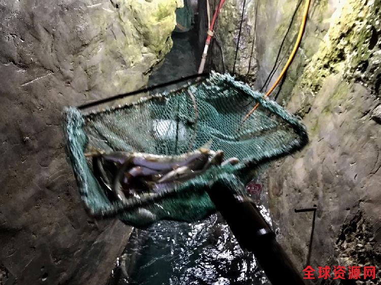 全球报道:重庆:巫溪农户家里挖出神秘鱼泉 每天涌出百