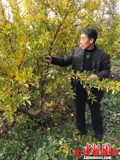 “河北好人”杨子时开垦荒山二十年荒山变“金山”