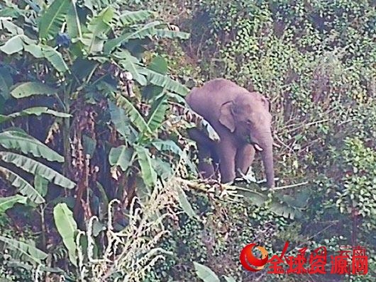 进入景谷县境内的野生亚洲象。常宗波 摄