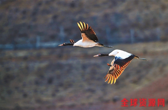 云南：冬季到纳帕海观鸟赏景【2】