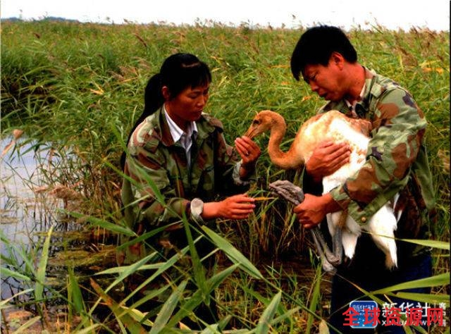 这是徐秀娟的弟弟徐建峰在扎龙自然保护区工作的场景（资料照片）。新华社发