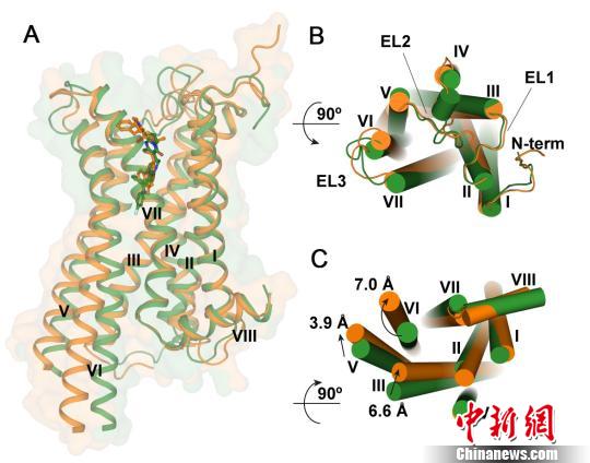 科学家揭秘人体细胞“信号兵”有助治疗肥胖等