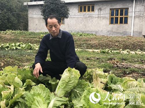 为了让游客吃上放心的农家菜，王建兴在屋后开辟了菜园。