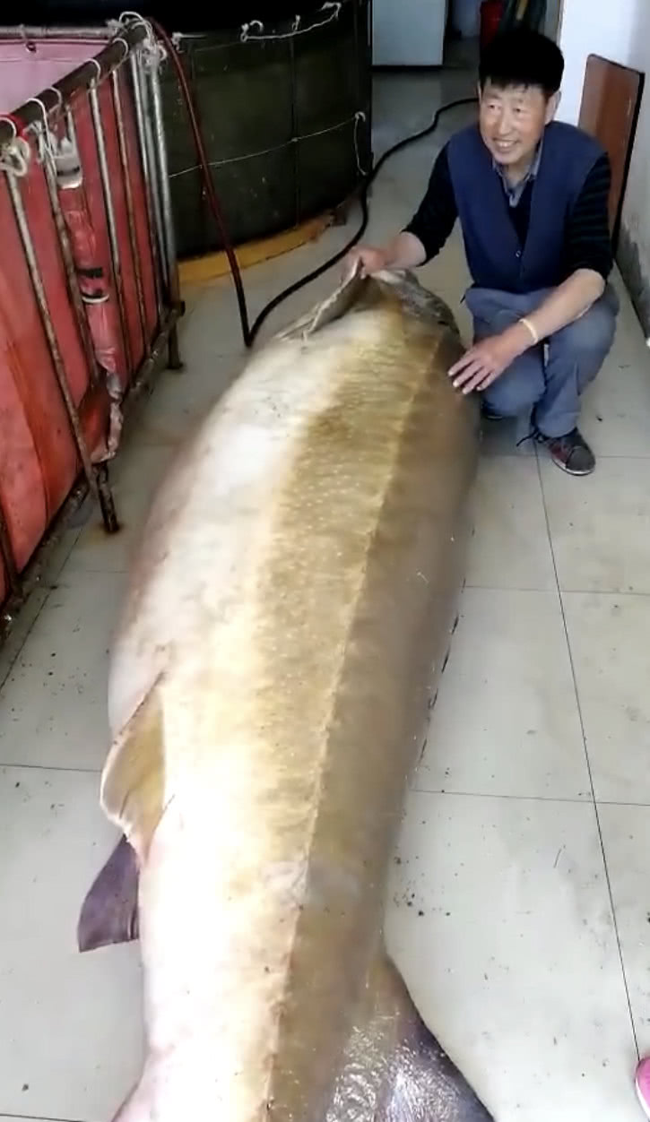 黑龙江渔民打上半吨重大鳇鱼