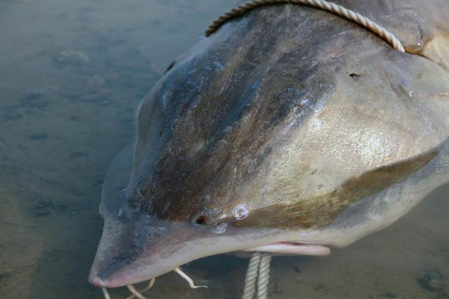 黑龙江渔民打上半吨重大鳇鱼