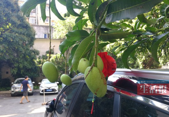 街道小区多种果树挂果渐成熟 南宁进入