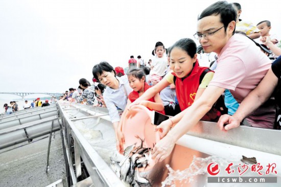  昨日上午，2018年湖南省大型放鱼活动在橘子洲头的码头举行，数百名志愿者把鱼苗放入湘江。 长沙晚报记者 王志伟 摄