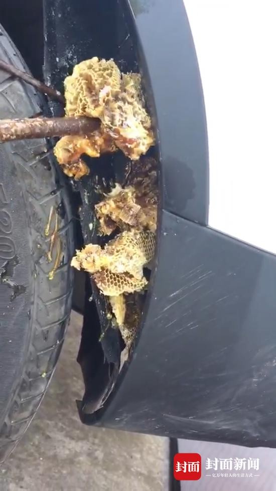 新车挡泥板后掏出几公斤重蜜蜂窝4S店：蜂子钻进车子你去找蜂子