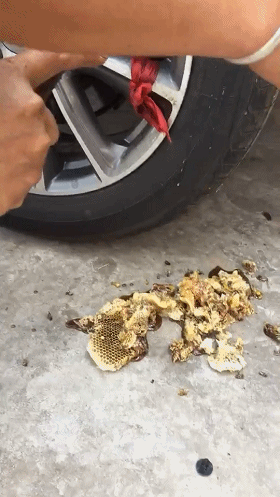 新车挡泥板后掏出几公斤重蜜蜂窝4S店：蜂子钻进车子你去找蜂子