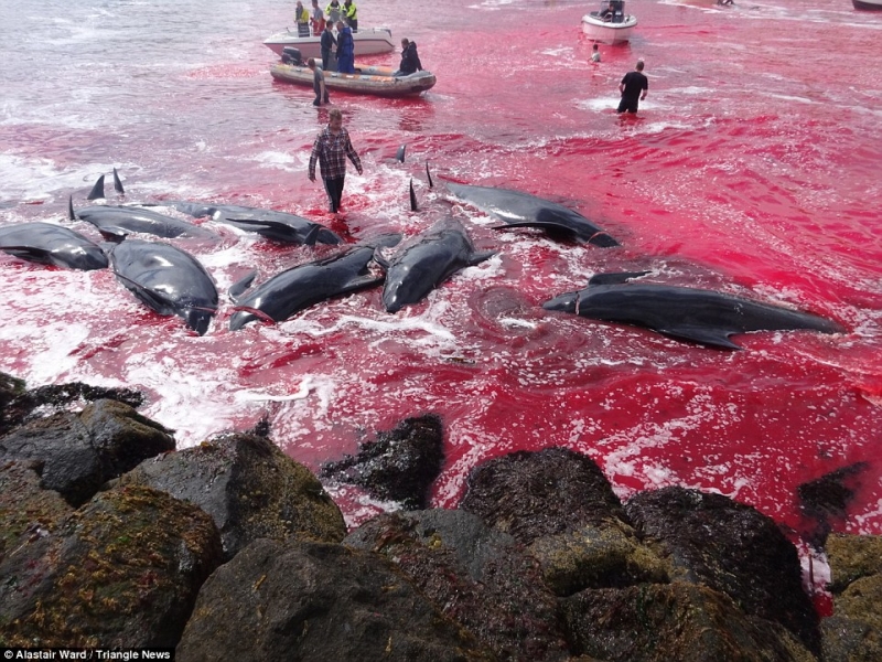 触目惊心！渔民捕杀180头鲸鱼，整个海湾都被染红了