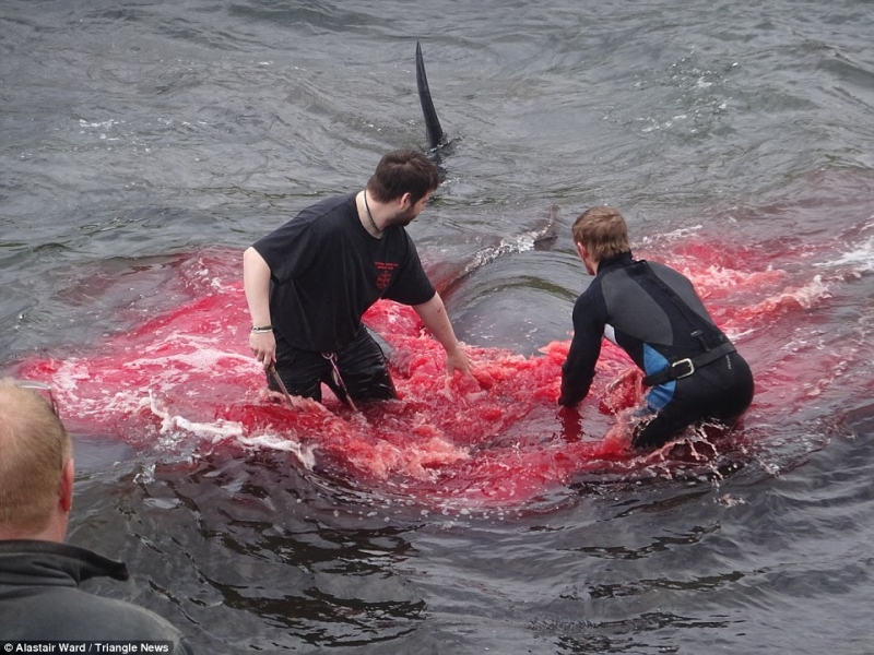 触目惊心！渔民捕杀180头鲸鱼，整个海湾都被染红了