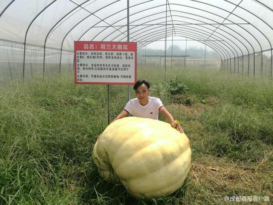 巨人南瓜长到近500斤工作人员:观赏完拿去喂猪