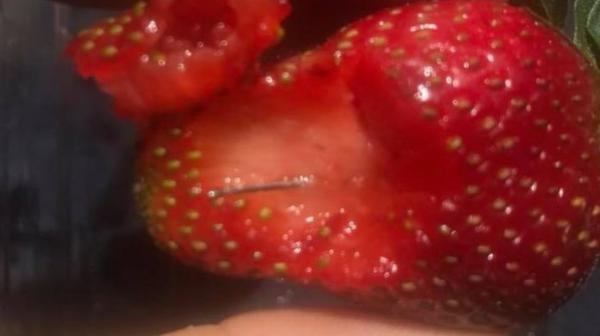 澳连发13起草莓藏针事件多人中招 官方:切碎再吃