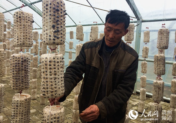 村民马正安在食用菌基地务工。李宇 摄