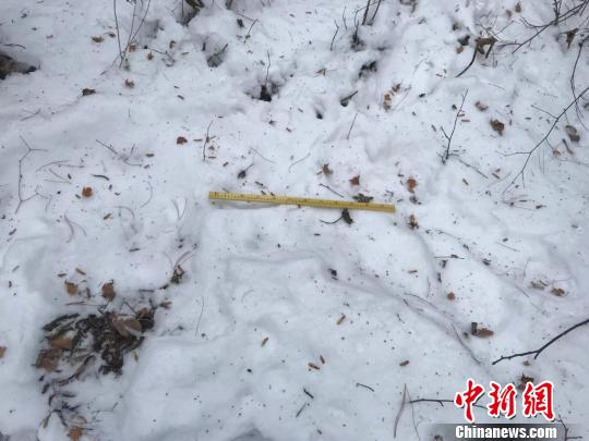 野生东北虎现身黑龙江小兴安岭“爬冰卧雪”