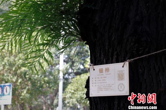 12月17日，江西理工大学一棵银桦树上挂上了“身份证”。 谢逸杰 摄