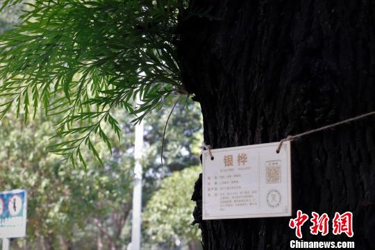 12月17日,江西理工大学一棵银桦树上挂上了“身份证”。 谢逸杰 摄 12月17日,江西理工大学一棵银桦树上挂上了“身份证”。 谢逸杰 摄