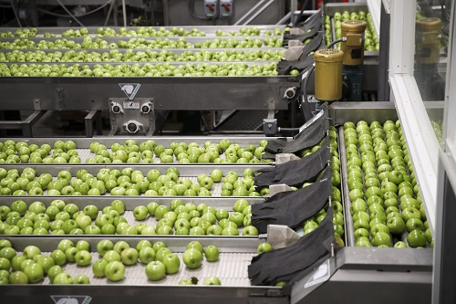 2017年11月3日，在美国华盛顿州韦纳奇市郊的奥威尔果品公司加工厂，苹果在自动生产线上清洗。 新华社记者 王迎 摄