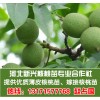 大量提供2012年核桃苗枣树苗薄皮核桃