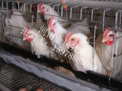 蛋鸡笼 现代化养鸡设备 冷镀锌三层阶梯式鸡笼图1
