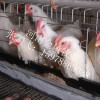 蛋鸡笼 现代化养鸡设备 冷镀锌三层阶梯式鸡笼