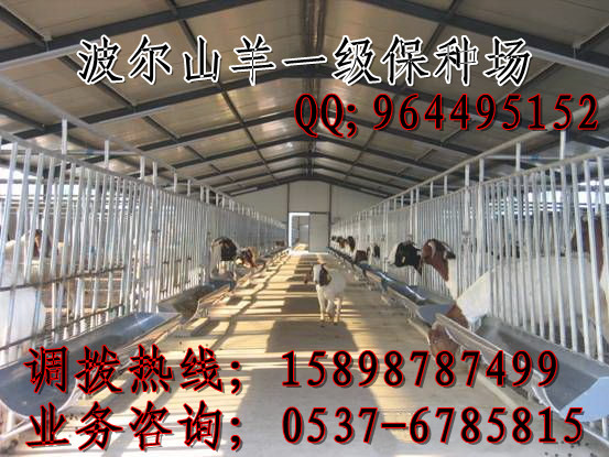 波尔山羊价格多少钱一只