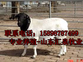 肉牛最新养殖视频_山东汇泉牧业