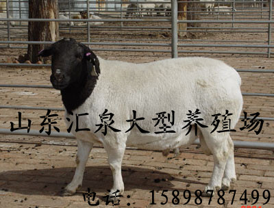 小尾寒羊养殖，小尾寒羊特征，信息来自365农业网
