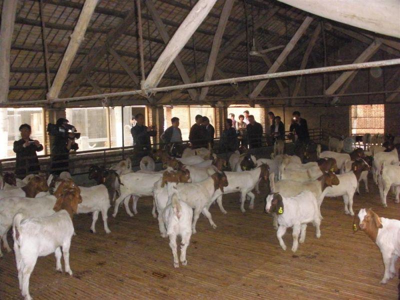 育肥肉牛 肉牛犊价格 肉驴养殖场 山东华荣养殖场