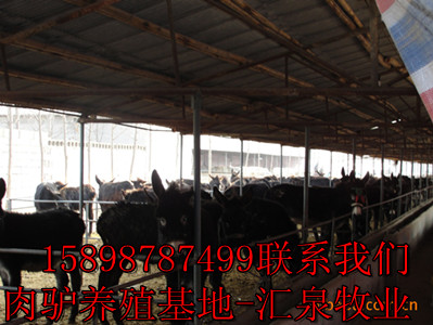 山东省济宁市城西开发区肉驴养殖场