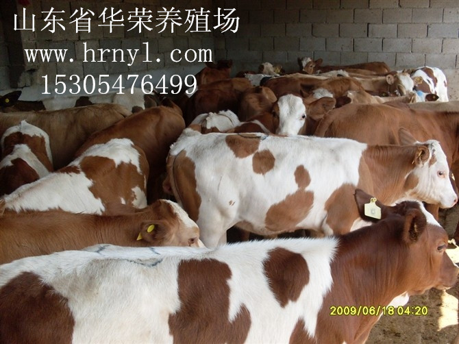 肉牛出售，波尔山羊出售，肉驴，肉牛犊山东华荣养殖场