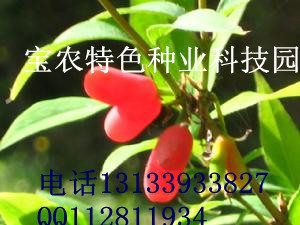 马年奇葩水果走红网络（红参果、火参果、相思果、菠萝葡萄）