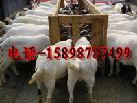 波尔山羊一天能吃多少草料_山东波尔山羊养殖场