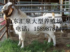 羊舍建设_波尔山羊养殖_波尔山羊养殖场信息游览5251次图1
