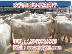 马年最新致富项目-养牛养羊 致富路强图1