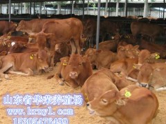 肉牛，鲁西黄牛，利木赞牛，夏洛莱牛图1