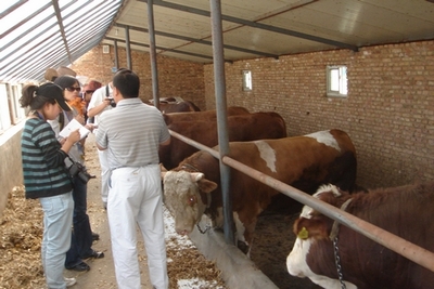 鲁西黄牛，鲁西黄牛厂家，鲁西黄牛养殖基地_山东汇泉养殖场