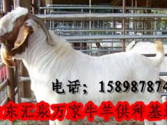 山东济宁波尔山羊《种羊》养殖场图1