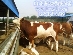 养牛 养羊 选购肉牛羊波尔山羊养殖可优惠图1