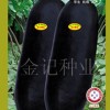 广东良种黑皮冬瓜种子F-50